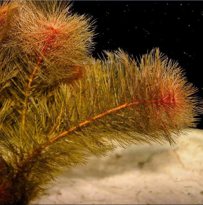 BUY 2 GET 1 FREE Red Foxtail! Myrio (Myriophyllum)-Easy Live Aquarium Pond Aquatic Plant
