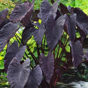 Taro 'Black Magic' can reach heights of 3 to 6 feet, making it an impressive addition to tropical-themed gardens. Its height and dark color contrast beautifully with brighter green plants or flowers, adding drama to your landscape.