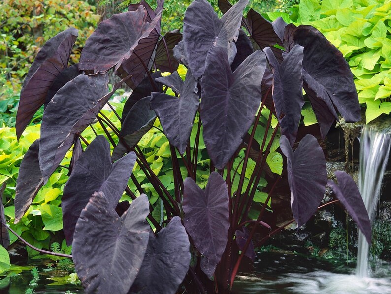 Taro 'Black Magic' can reach heights of 3 to 6 feet, making it an impressive addition to tropical-themed gardens. Its height and dark color contrast beautifully with brighter green plants or flowers, adding drama to your landscape.