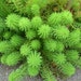 see more listings in the Floating Plants section