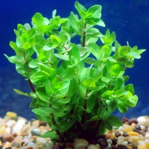 BUY 2 GET 1 FREE Bacopa Caroliniana Lemon BacopaEasy Live Aquarium Pond Aquatic Plant image 3