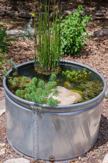 BUY 2 GET 1 FREE Dwarf Horsetail Rush! (Equisetum hyemale)-Live Aquatic Marginal Starter Plant for Water Gardens, Ponds and Aquascapes