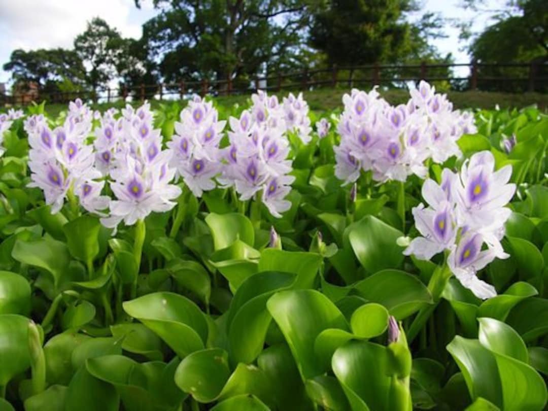 Water Hyacinth pontederia Crassipeseasy Live Aquarium Pond Aquatic