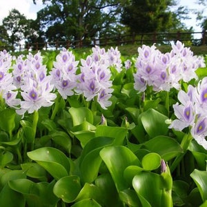 BUY 2 GET 1 FREE Water Hyacinth (Pontederia crassipes)-Easy Live Aquarium Pond Aquatic Plant