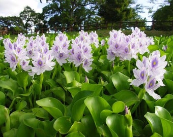 BUY 2 GET 1 FREE Water Hyacinth (Pontederia crassipes)-Easy Live Aquarium Pond Aquatic Plant