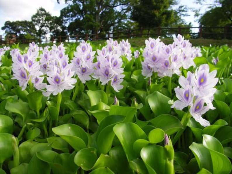 BUY 2 GET 1 FREE Water Hyacinth (Pontederia crassipes)-Easy Live Aquarium Pond Aquatic Plant image 3