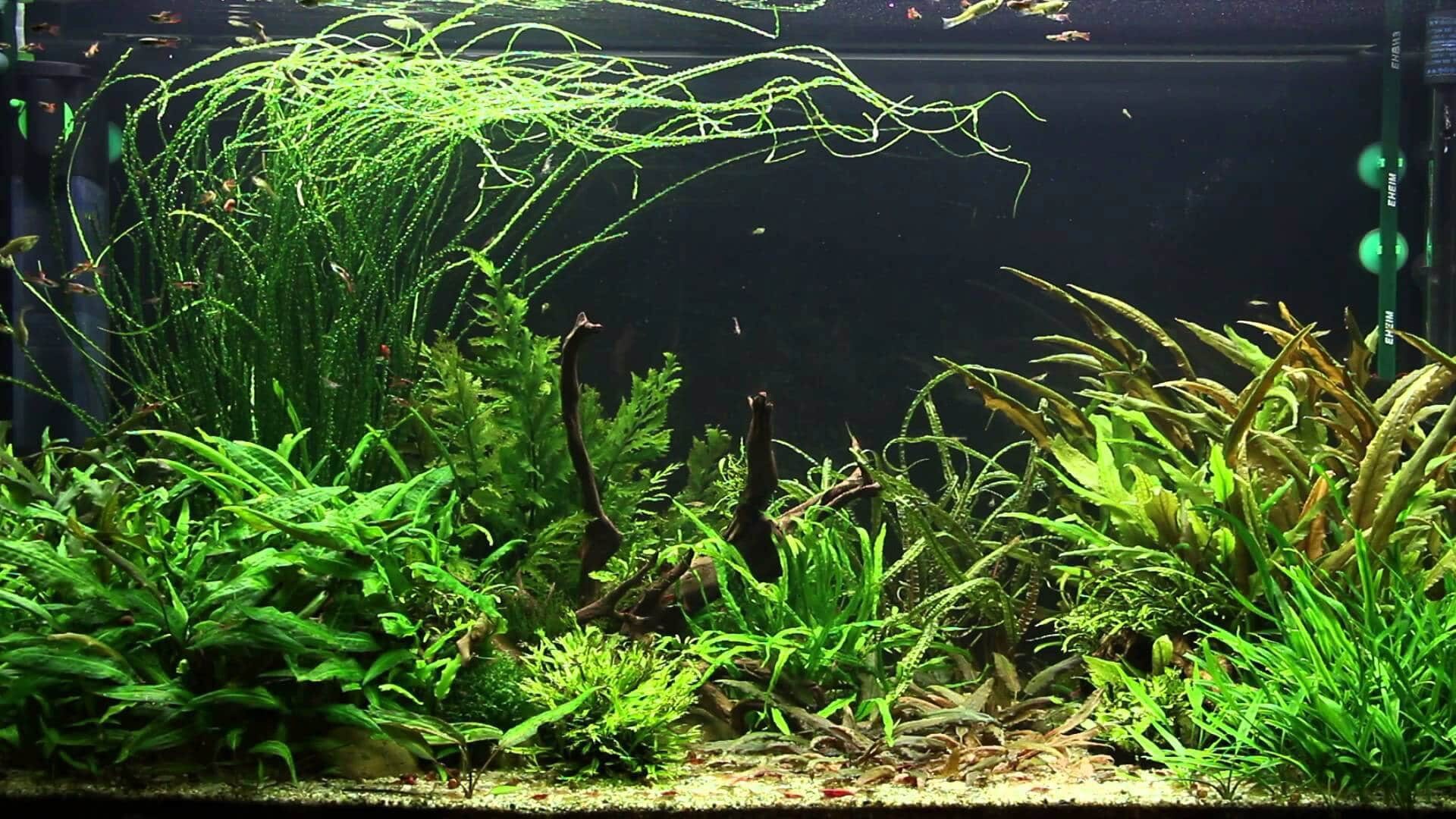 Aquatic Plants — Florida Aquascaping