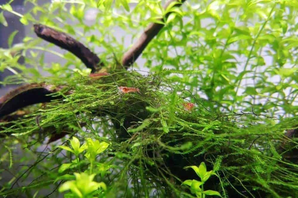 BUY 2 GET 1 FREE Java Moss (Vesicularia Dubyana) — Florida Aquascaping