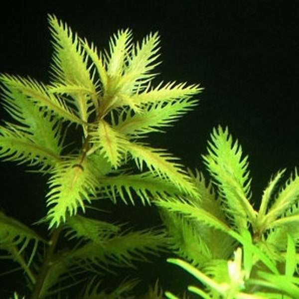 BUY 2 GET 1 FREE Mermaid Weed (Proserpinaca Palustris)-Easy Live Aquarium Pond Aquatic Plant
