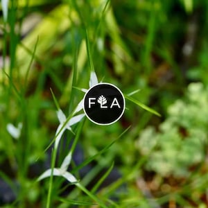 BUY 2 GET 1 FREE White Star Grass (White Star Sedge-D. colorata)-Live Aquatic Marginal Starter Plant for Water Gardens, Ponds and Aquascapes