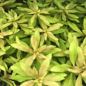 May include: Close-up of a cluster of green and yellow aquatic plants with serrated edges. The leaves have a reddish-pink hue along the veins.