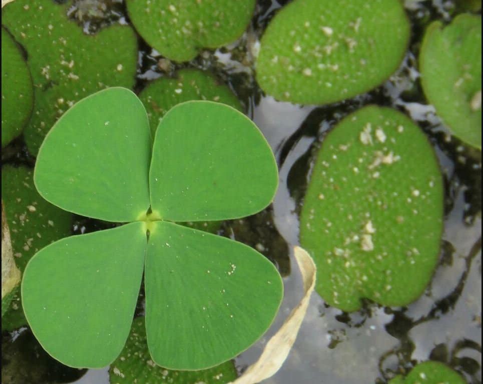 Floating Plants — Aquatic Plants — Florida Aquascaping