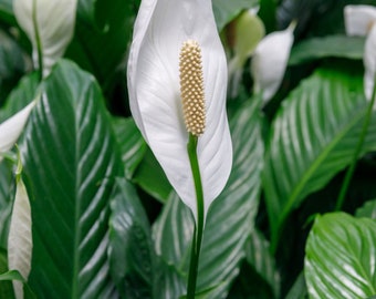 BUY 2 GET 1 FREE Peace Lily (spathiphyllum)-Live Aquatic Marginal Starter Plant for Water Gardens, Ponds and Aquascapes