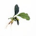 BUY 2 GET 1 FREE Anubias Barteri 'Coffeefolia' Easy Live Aquarium Aquatic Plant 