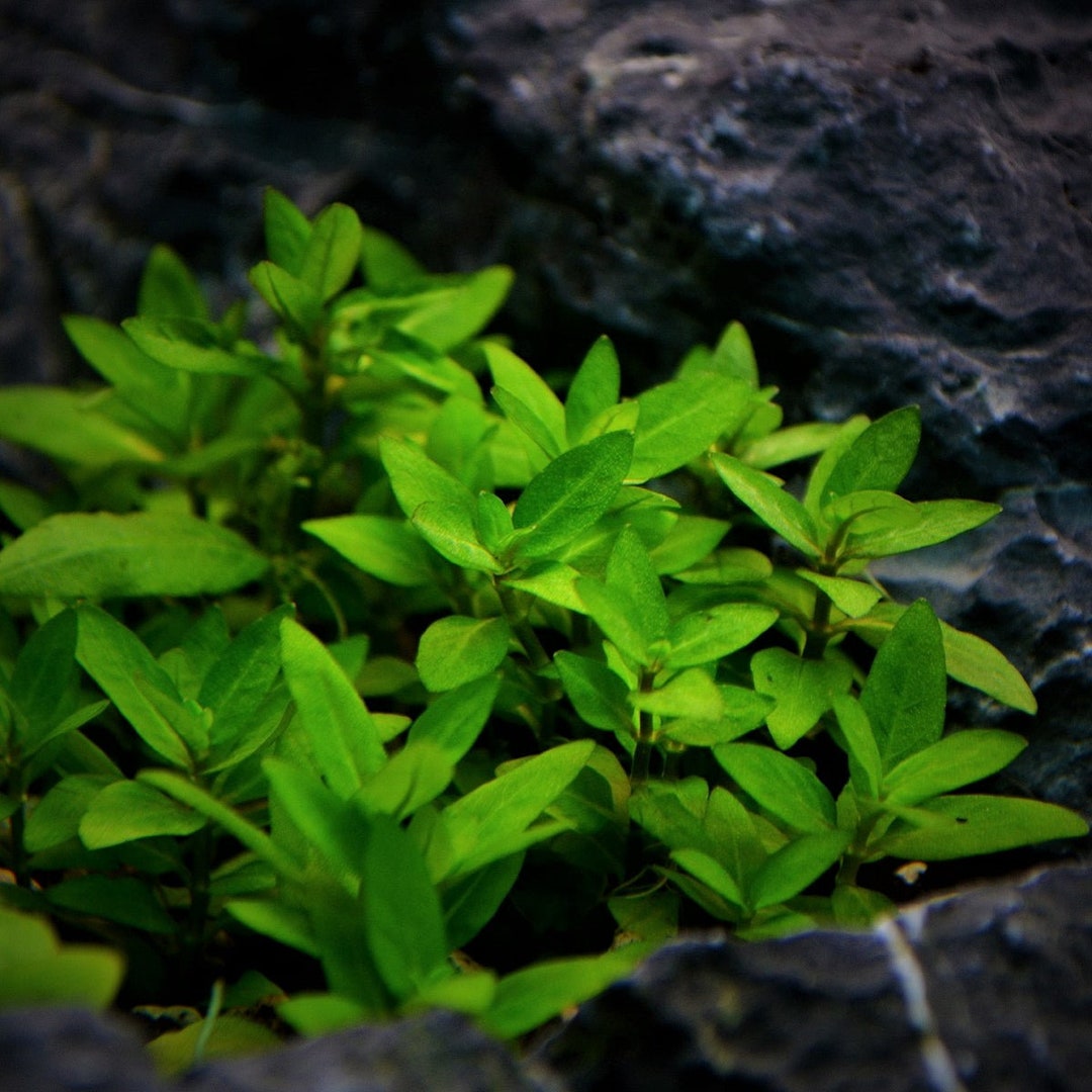 BUY 2 GET 1 FREE Staurogyne Repens-easy Live Aquarium Pond Aquatic ...