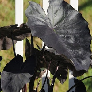 Taro 'Black Magic' is a tuberous plant, meaning its underground tubers can be harvested in warm climates for culinary uses. However, the plant is mostly grown for its ornamental value due to its bold and exotic foliage.