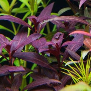 BUY 2 GET 1 FREE Ludwigia Peruensis-Easy Live Aquarium Pond Aquatic Plant