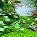 see more listings in the Submersible Plants section