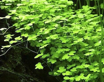 COMPRA 2 Y LLÉVATE 1 GRATIS Hydrocotyle Tripartita sp. Japón - Planta acuática de fácil cultivo para acuarios y estanques