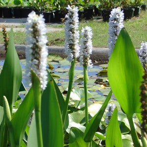 BUY 2 GET 1 FREE White Pickerel Rush (Pontederia Cordata)-Live Aquatic Marginal Starter Plant for Water Gardens, Ponds and Aquascapes