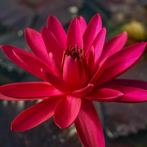 BUY 2 GET 1 FREE Nymphaea &#39;Red Flare&#39; Water Lily (Full Grown!)-Easy Live Aquarium Pond Aquatic Plant