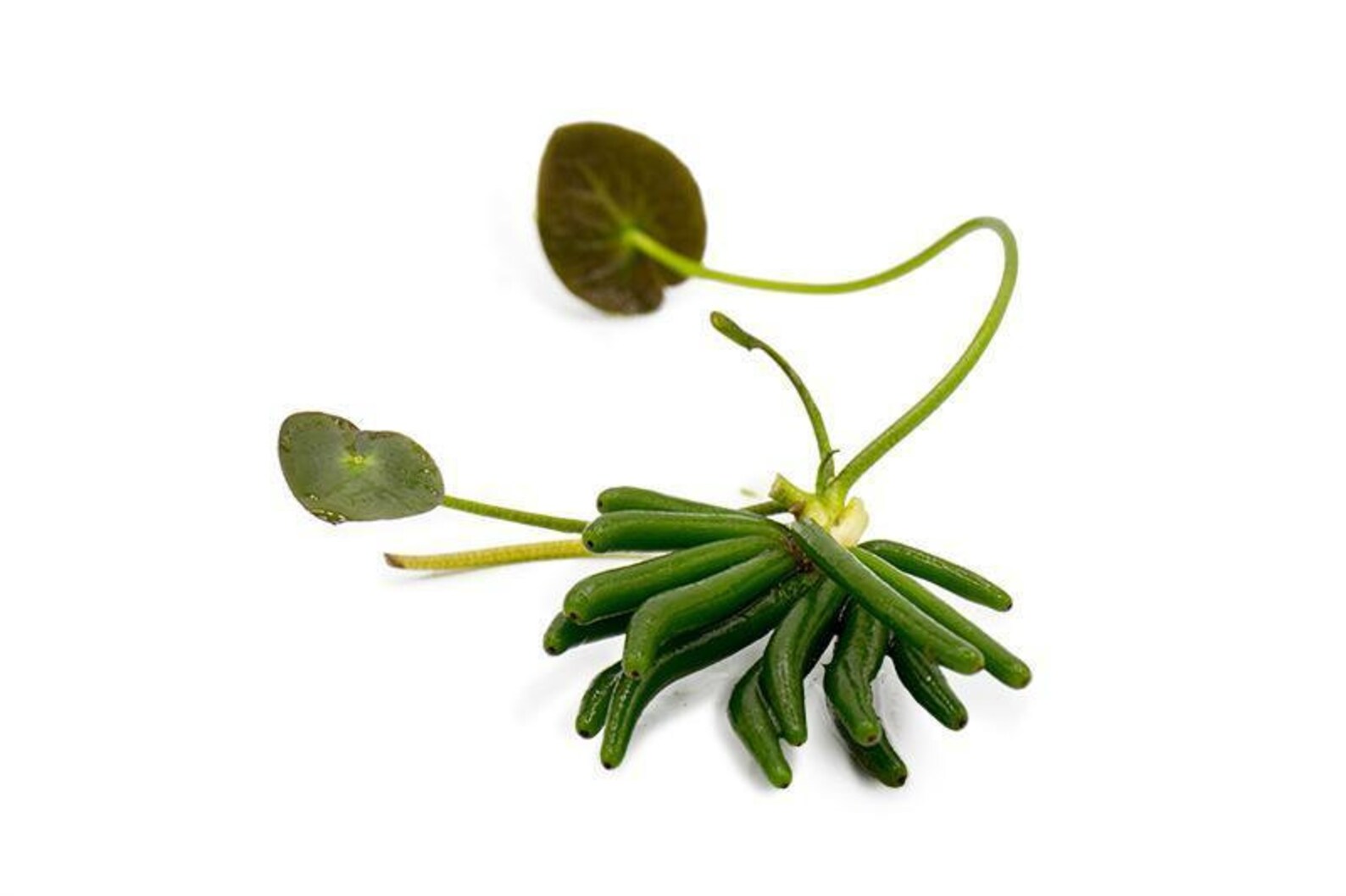 Banana Lily Plant Nymphoides Aquatica Easy Live Aquarium Etsy