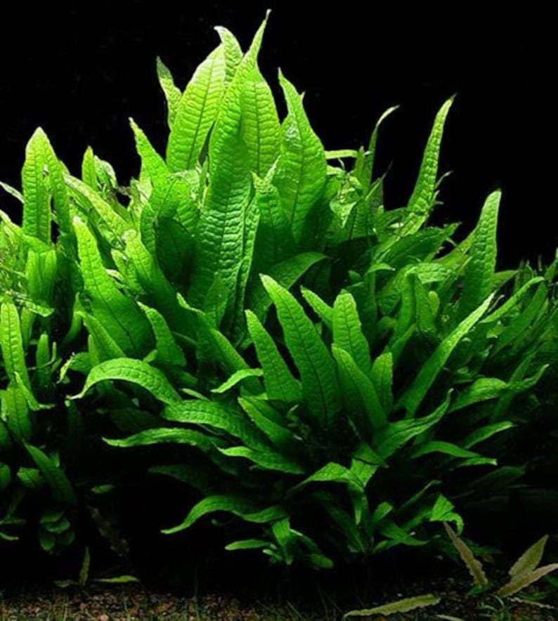 BUY 2 GET 1 FREE Java Fern (microsorum Pteropus)-easy Live Aquarium ...