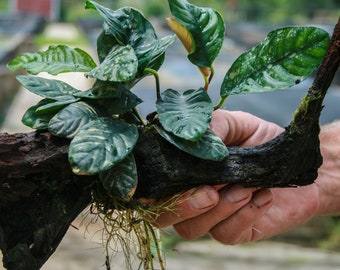 Anubias Barteri Round Leaf Live Aquarium Plants – Buy 2 Get 1 Free, Easy Care!