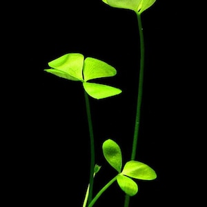 BUY 2 GET 1 FREE Dwarf 4-Leaf Water Clover Marsilea CrenataEasy Live Aquarium Pond Aquatic Plant image 4