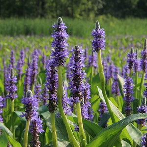 May include: A field of purple pickerelweed flowers with green leaves. The flowers are tall and slender, with a cluster of small purple flowers at the top.