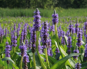 COMPRA 2 Y LLÉVATE 1 GRATIS: Pontederia cordata (Junco púrpura) - Planta acuática viva para jardines acuáticos, estanques y acuarios.