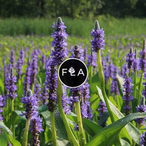 BUY 2 GET 1 FREE Purple Pickerel Rush (Pontederia cordata)-Live Aquatic Marginal Starter Plant for Water Gardens, Ponds and Aquascapes