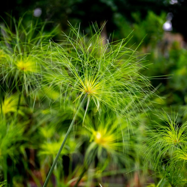 BUY 2 GET 1 FREE Papyrus Nile Queen (Cyperus papyrus)-Live Aquatic Marginal Starter Plant for Water Gardens, Ponds and Aquascapes