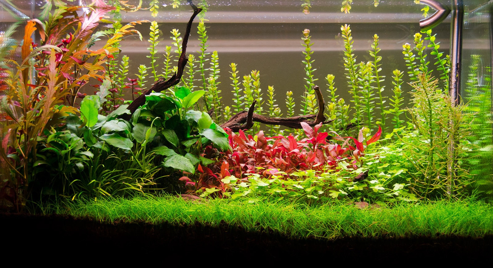 Bacopa Crenata - Plante d'aquarium in vitro