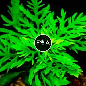 BUY 2 GET 1 FREE Water Wisteria (Hygrophila Difformis)-Easy Live Aquarium Pond Aquatic Plant