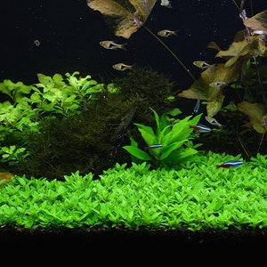 BUY 2 GET 1 FREE Staurogyne Repens-easy Live Aquarium Pond Aquatic ...