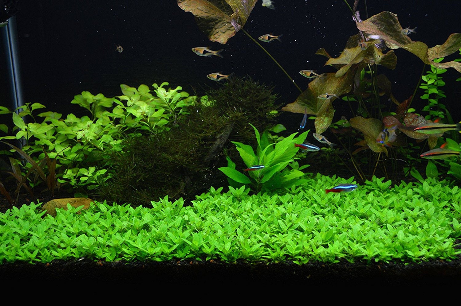BUY 2 GET 1 FREE Staurogyne Repens — Florida Aquascaping