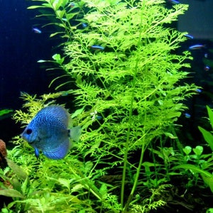 Water Fern is a fast-growing plant that can quickly fill in empty spaces in your tank. Its rapid growth helps absorb excess nutrients, improving water quality and reducing the chance of algae outbreaks, creating a healthier environment