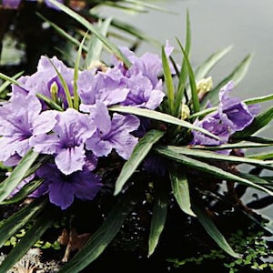 BUY 2 GET 1 FREE Dwarf Bluebell (Ruellia brittoniana)-Live Aquatic Marginal Starter Plant for Water Gardens, Ponds and Aquascapes