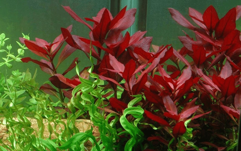 BUY 2 GET 1 FREE Ludwigia Super Red MiniEasy Live Aquarium Pond Aquatic Plant image 5