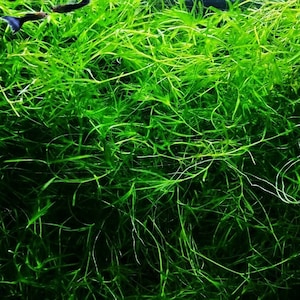 Guppy Grass (Najas Guadalupensis) helps improve water quality by absorbing excess nutrients and reducing nitrate levels. Its rapid growth and nutrient uptake make it an effective plant for maintaining balanced aquarium conditions.