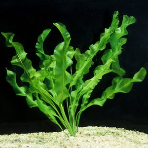 BUY 2 GET 1 FREE Aponogeton UlvaceusEasy Live Aquarium Pond Aquatic Plant image 2