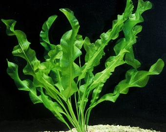 BUY 2 GET 1 FREE Aponogeton Ulvaceus!-Easy Live Aquarium Pond Aquatic Plant