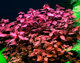 BUY 2 GET 1 FREE Ludwigia Super Red "Mini"-Easy Live Aquarium Pond Aquatic Plant