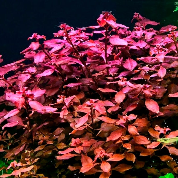 BUY 2 GET 1 FREE Ludwigia Super Red "Mini"-Easy Live Aquarium Pond Aquatic Plant