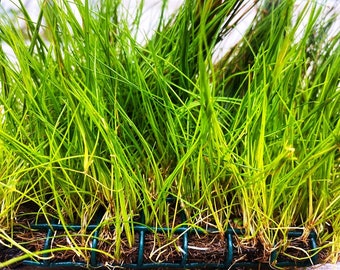 BUY 2 GET 1 FREE Plants on Mats! Dwarf Hair Grass (Eleocharis Parvula) on Weighted Mat-Easy Live Aquarium Pond Aquatic Plant