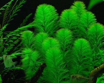 BUY 2 GET 1 FREE Green Foxtail (Myriophyllum pinnatum)-Easy Live Aquarium Pond Aquatic Plant