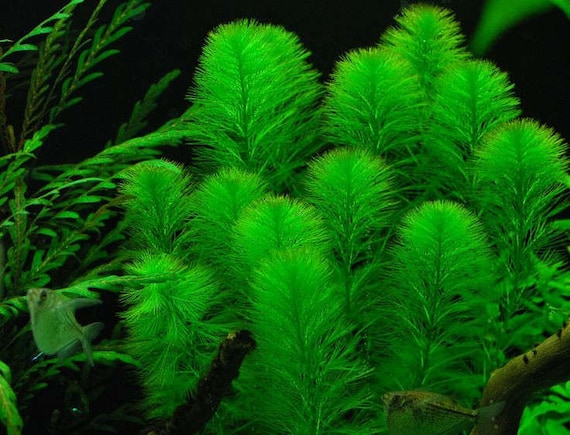 BUY 2 GET 1 FREE Green Foxtail Myriophyllum pinnatum Easy Live Aquarium Pond Aquatic Plant