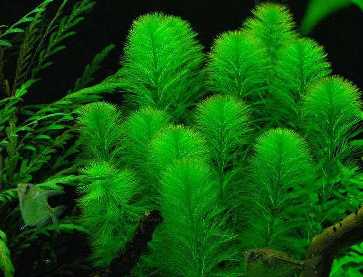 BUY 2 GET 1 FREE Green Foxtail (Myriophyllum pinnatum)-Easy Live Aquarium Pond Aquatic Plant