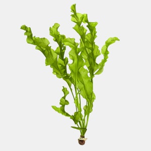 BUY 2 GET 1 FREE Aponogeton UlvaceusEasy Live Aquarium Pond Aquatic Plant image 3